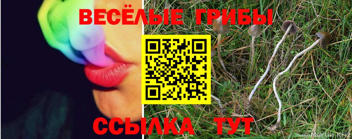 Псилоцибиновые грибы Cubensis Карталы